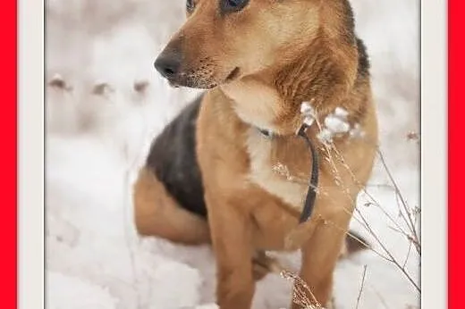 LUCEK,10kg,łagodny,spokojny piesek.ADOPCJA,  dolno
