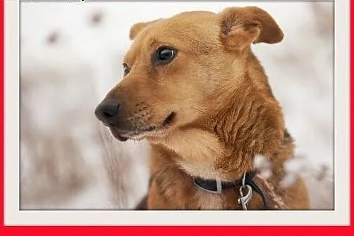 LUCEK,10kg,łagodny,spokojny piesek.ADOPCJA,  dolno