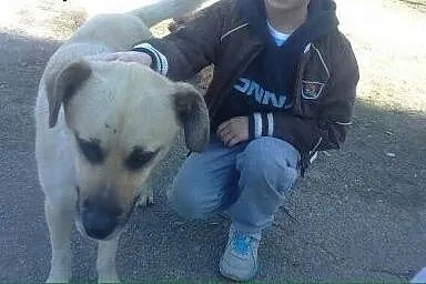 Leo przyjazny dwuletni psiak,  lubuskie Zielona Gó