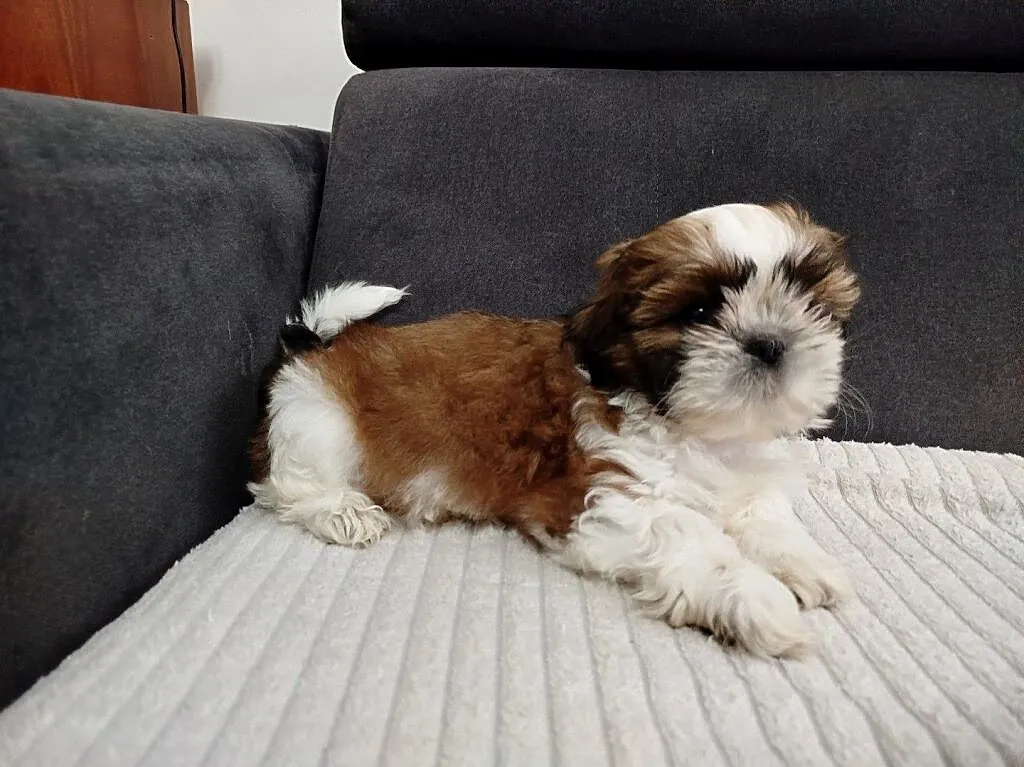Suczka shih tzu, Warmińsko-mazurskie, Mrągowo
