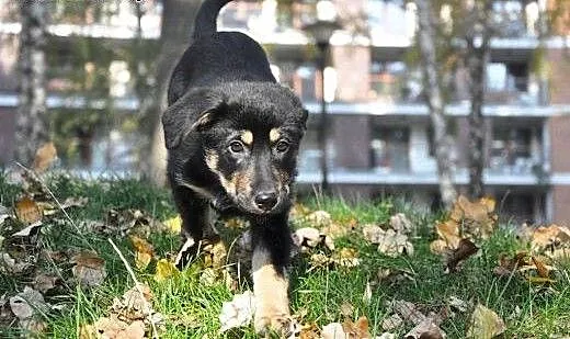 3 mies. pieszczoszka Hera szuka domu!, mazowiecki