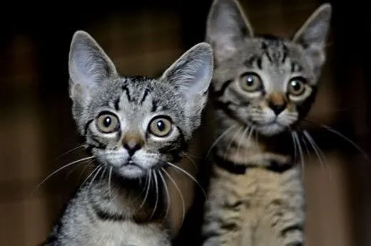 3-miesięczne kociczki szukają domku,  śląskie Gliw
