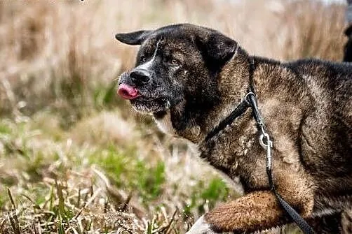 APE piękny i mądry, pokocha Cie całym sobą ,  śląs