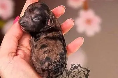 Pudel Miniaturowy piesek Merle PASZPORT!!, Łódzkie, Sędziejowice