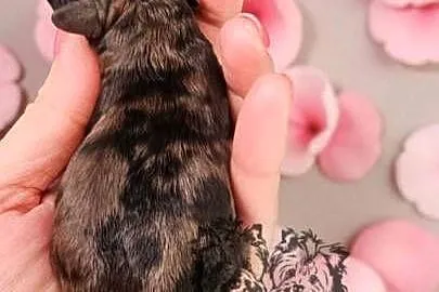 Pudel Miniaturowy piesek Merle PASZPORT!!, Łódzkie, Sędziejowice