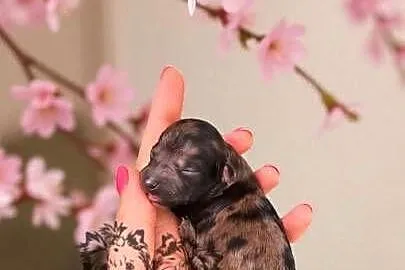 Pudel Miniaturowy piesek Merle PASZPORT!!, Łódzkie, Sędziejowice