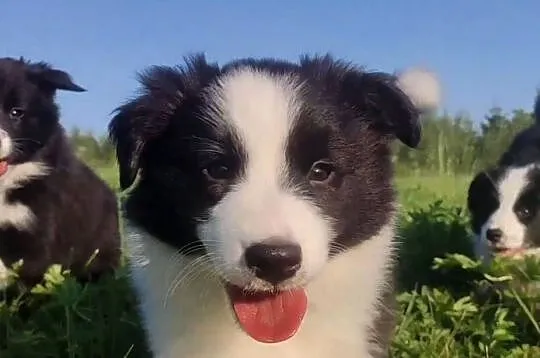Suczka pełna wdzięku z dok. - Szczeniak BORDER COLLIE z Hodowli