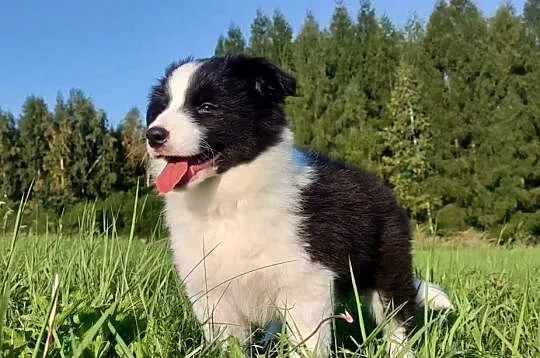 Suczka pełna wdzięku z dok. - Szczeniak BORDER COLLIE z Hodowli, Podkarpackie, Iwonicz