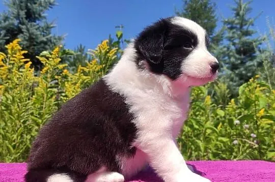 Suczka pełna wdzięku z dok. - Szczeniak BORDER COLLIE z Hodowli, Podkarpackie, Iwonicz