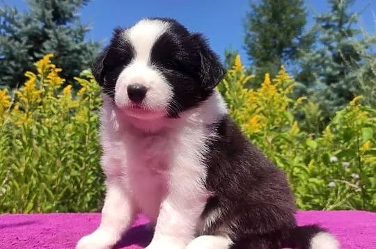 Suczka pełna wdzięku z dok. - Szczeniak BORDER COLLIE z Hodowli, Podkarpackie, Iwonicz