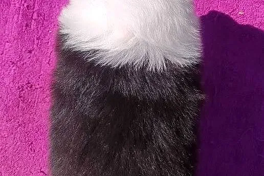 Suczka pełna wdzięku z dok. - Szczeniak BORDER COLLIE z Hodowli, Podkarpackie, Iwonicz