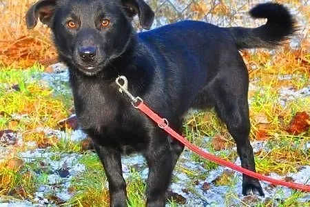 BĄBEL - piękny, 1,5 roczny 8 kg psiak szuka domu,  mazowieckie Warszawa