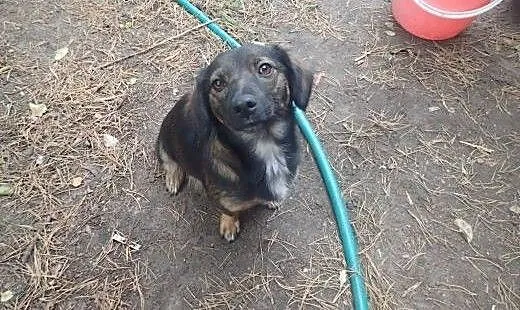 Bolek do adopcji docelowo mały psiak FILMIK, łódz