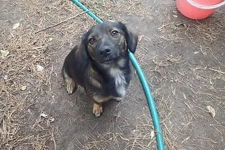 Bolek do adopcji docelowo mały psiak FILMIK,  łódz