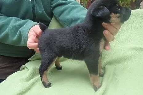 Bolek do adopcji docelowo mały psiak FILMIK,  łódz