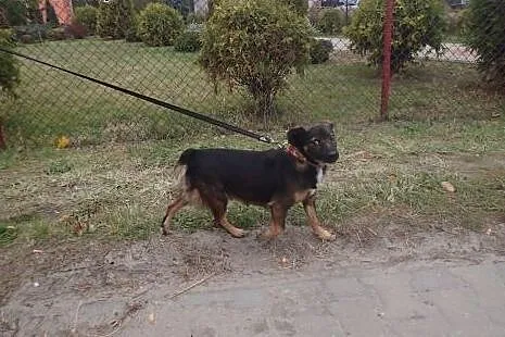 Bolek do adopcji docelowo mały psiak FILMIK,  łódz