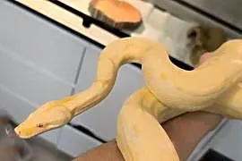 Boa Wąż