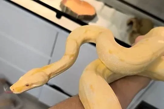 Boa Wąż