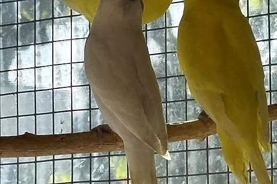 Papugi faliste pary lęgowe młode, Wielkopolskie, Lamki