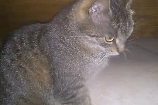 Misia, kocia przytulanka.,  śląskie Sosnowiec