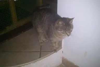 Misia, kocia przytulanka.,  śląskie Sosnowiec