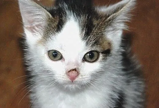 Kociaki kocurki 6 tyg. malutkie kochane ADOPCJA,