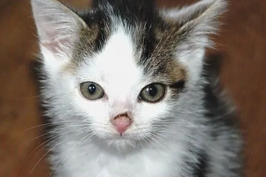 Kociaki kocurki 6 tyg. malutkie kochane ADOPCJA,  