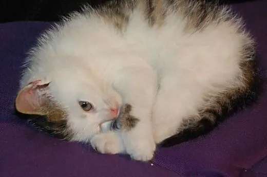 Kociaki kocurki 6 tyg. malutkie kochane ADOPCJA,  