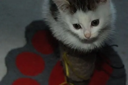 Kociaki kocurki 6 tyg. malutkie kochane ADOPCJA,  