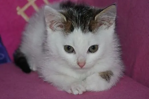 Kociaki kocurki 6 tyg. malutkie kochane ADOPCJA,  