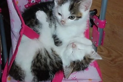 Kociaki kocurki 6 tyg. malutkie kochane ADOPCJA,  