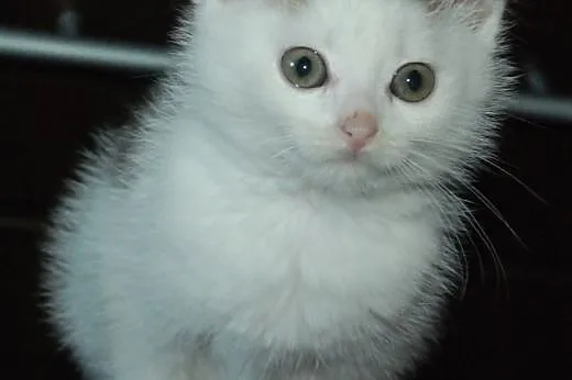 Kociaki kocurki 6 tyg. malutkie kochane ADOPCJA,  