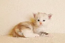 Śliczna koteczka Maine Coon - LEGALNA HODOWLA PZF/WCF