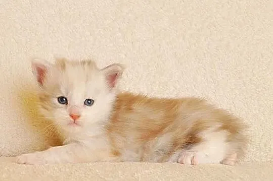 Śliczna koteczka Maine Coon - LEGALNA HODOWLA PZF/WCF, Podlaskie, Białystok