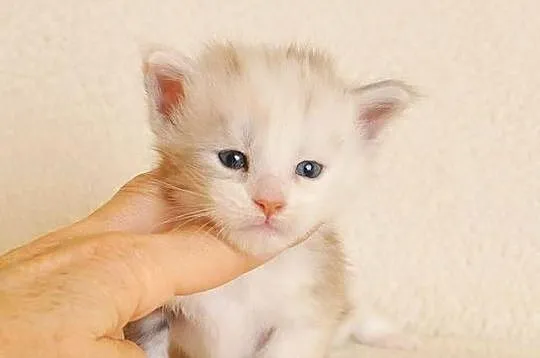 Śliczna koteczka Maine Coon - LEGALNA HODOWLA PZF/WCF, Podlaskie, Białystok