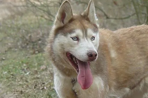 Tajla - suczka husky szuka domu!,  dolnośląskie Wrocław