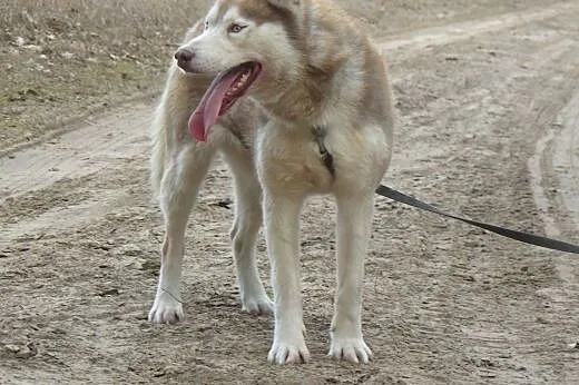 Tajla - suczka husky szuka domu!,  dolnośląskie Wr
