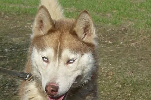 Tajla - suczka husky szuka domu!,  dolnośląskie Wr