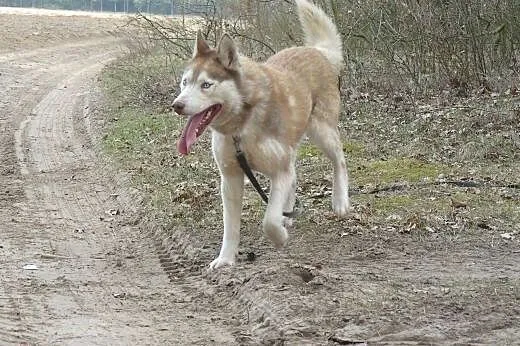 Tajla - suczka husky szuka domu!,  dolnośląskie Wr