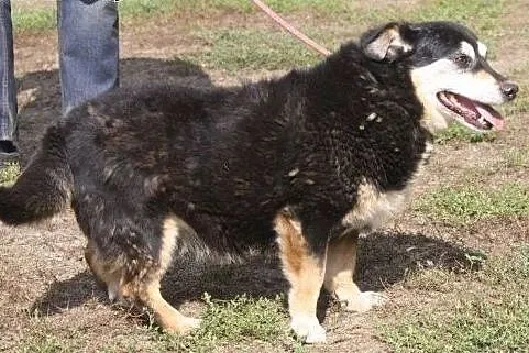 Kocham ludzi od 9 lat czekam w schronisku aż ktoś 