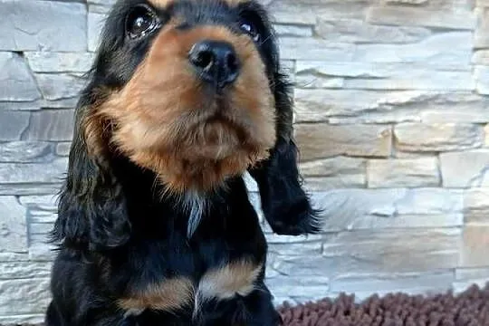 Śliczne Szczenięta Cocker Spaniel Angielski