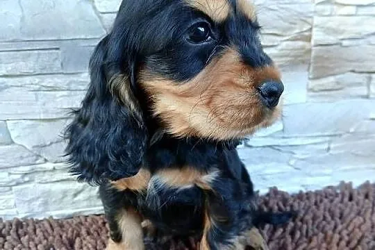 Śliczne Szczenięta Cocker Spaniel Angielski, Łódzkie, Sieradz