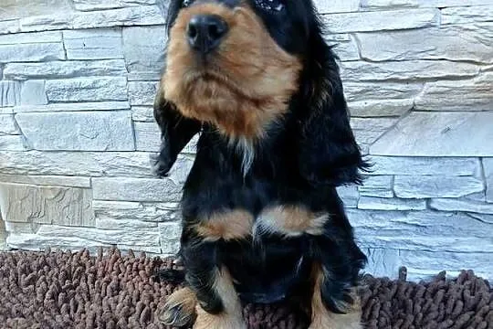 Śliczne Szczenięta Cocker Spaniel Angielski, Łódzkie, Sieradz