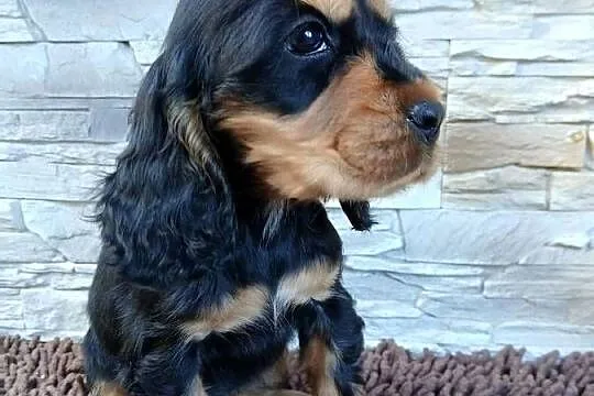 Śliczne Szczenięta Cocker Spaniel Angielski, Łódzkie, Sieradz