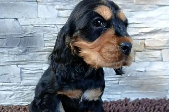 Śliczne Szczenięta Cocker Spaniel Angielski, Łódzkie, Sieradz