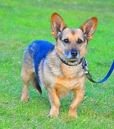 MORIS cudowny mini owczarek do pilnej adopcji, ma