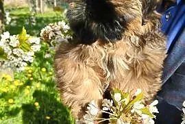Shih tzu Suczka i Piesek