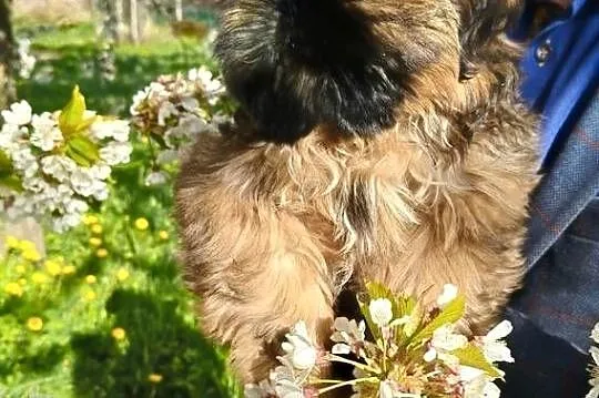 Shih tzu Suczka i Piesek