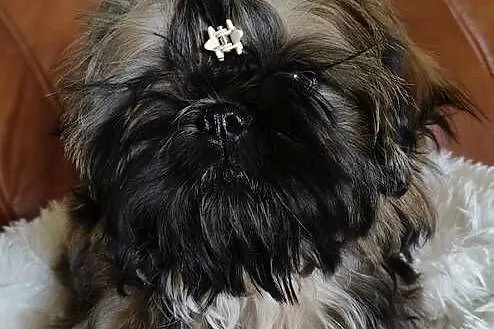 Shih tzu Suczka i Piesek, Dolnośląskie, Wałbrzych