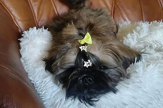 Shih tzu Suczka i Piesek, Dolnośląskie, Wałbrzych